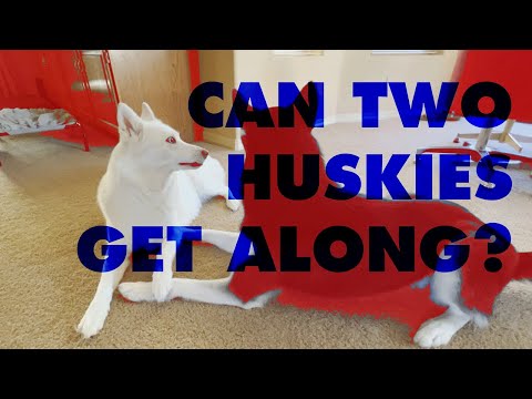 Can two huskies get along? | Dog Vlog _02_ Cohabitation