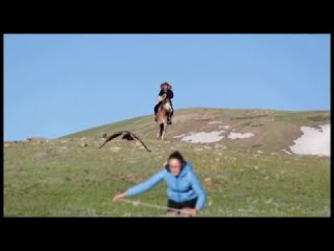 Golden eagle attacking woman in Mongolia