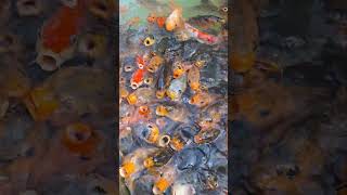 Download lagu IKAN KOI BANYAK BANGET 😃 #shorts #short #ikan #koi #koifish #kolam #minizoo #fish #lucu #fun #zoo mp3 Download lagu IKAN KOI BANYAK BANGET 😃 #shorts #short #ikan #koi #koifish #kolam #minizoo #fish #lucu #fun #zoo mp3