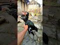 ANAK AYAM PAKOY MEWAH BOSKU ️ Seputarayam Masukberanda Pakhoy Jagoalkaf Ayampakoy Hobiayam