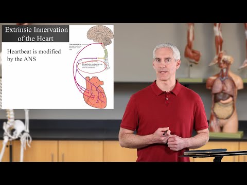 Extrinsic Innervation of the Heart (Ch19 Heart - Slides74-78)