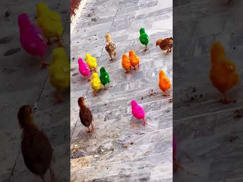Million Colors Cute Tweeties 🥹💕 Colored Hen Babies #shorts #viralvideo #chicks