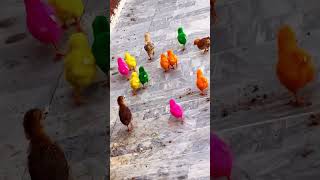 Download lagu Million Colors Cute Tweeties ๐ฅน๐ Colored Hen Babies #shorts #viralvideo #chicks mp3 Download lagu Million Colors Cute Tweeties ๐ฅน๐ Colored Hen Babies #shorts #viralvideo #chicks mp3