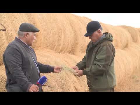 «Өрүнә һарц» от 26.09.2022.