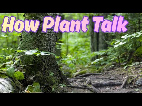 The Secret Language of Plants: How They "Talk" (It's Not Magic!)