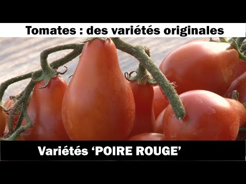 , title : 'La tomate Poire rouge  : culture et recette'