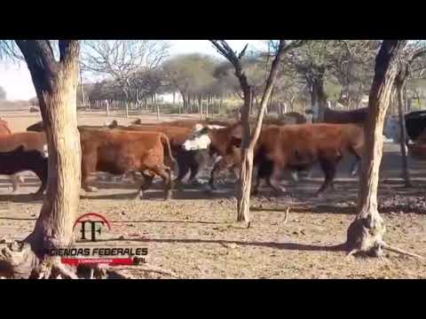 Novillos en Feliciano, Entre Ríos