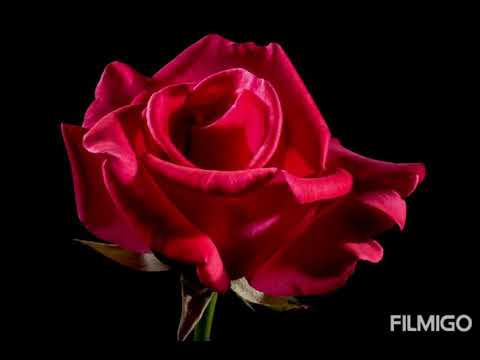 Dani2001 : ISOLA  (Prod. Guala Beatz)