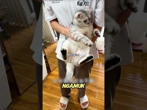 Katanya blacky kucing ini bukan miliknya! #shorts