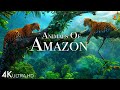 Animals Of Amazon 4K Animals That Call The Jungle Home Amazon Rainforest Scenic Relaxation Film