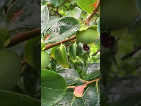 これが、すぐに果樹にホイルを被せるべき理由です。  庭園