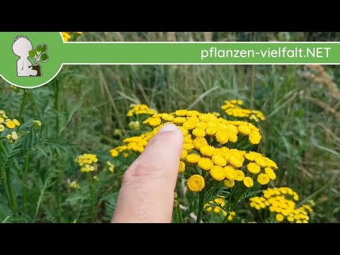 Rainfarn - Ganze Pflanze - 16.07.18 (Tanacetum vulgare) - giftige Wildpflanzen bestimmen