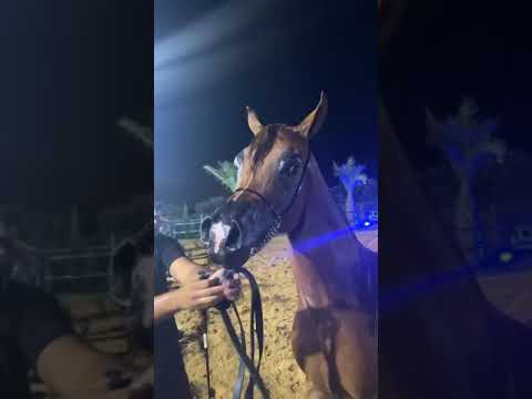 FAYE OS . CALYPSO OS & JEUNESSE OS #arabian_horse