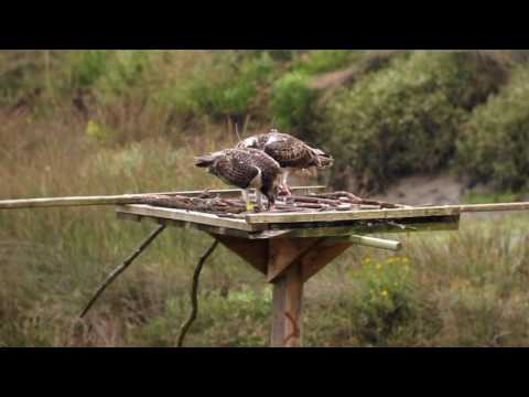 Proyecto recuperación del Águila pescadora en Urdaibai