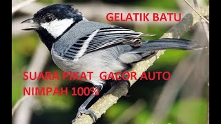 Download lagu Suara Pikat Gelatik Batu Super  Ampuh 100%!!! Langsung Nimpah. Auto Panen mp3