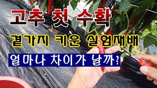 [텃밭농부 1.603]  고추 첫 수확. 곁가지를 키우는 실험재배 수확의 결과는? #고추재배