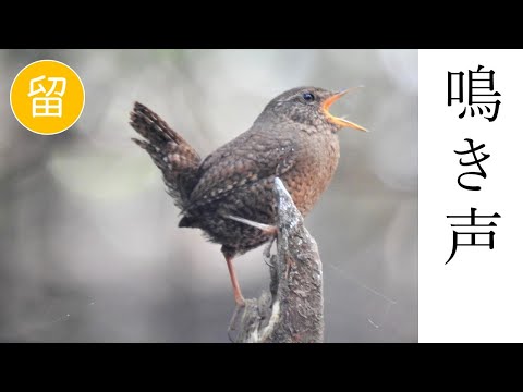 カンピロリンクス・ブルネカピラス