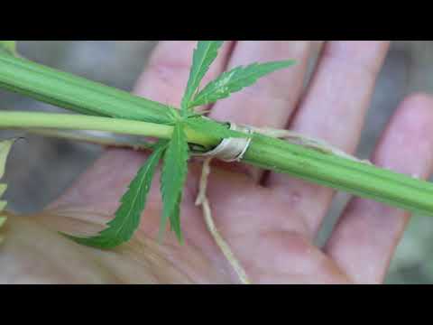 Super Silver Haze x The Cough   Nevil Tribute 2021