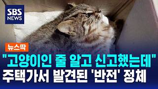 주택가에서 발견된 칡냥이