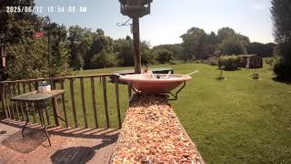 Archive Files of Birdbath Cam Compilation 20250613 E
