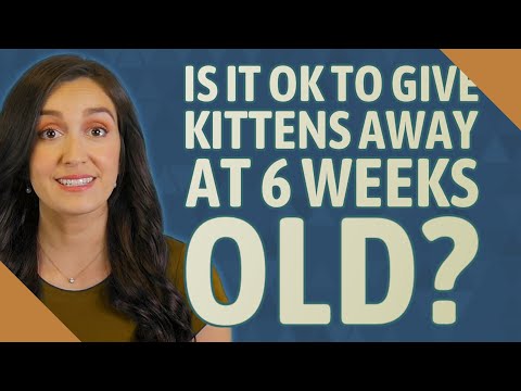 Is it OK to give kittens away at 6 weeks old?