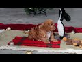 Cavapoo dogs for sale: Ollie - Video 1