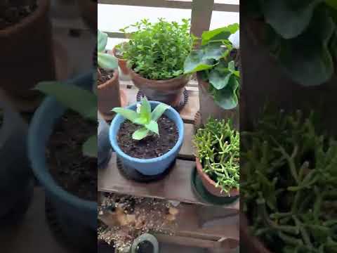 プランター用の秋の花: バルコニー、ポーチ、テラスを明るくするためのアイデア  庭園