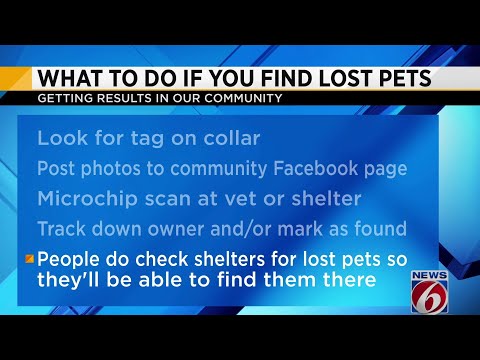 What to do if you find a lost pet?