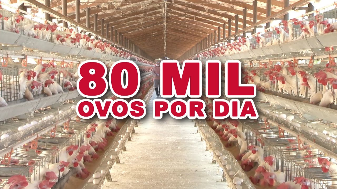 GRANJA MERGULHÃO - CONHEÇA TODO O MANEJO DA PRODUÇÃO DE OVOS.
