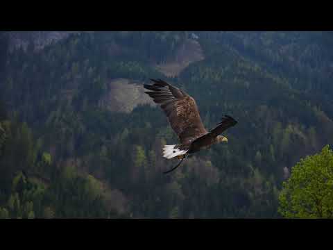 XGenic – Around me