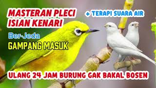 Download lagu MASTERAN PLECI YANG LAGI DILIRIK JURI !! (Pleci Isian Kenari) mp3 Download lagu MASTERAN PLECI YANG LAGI DILIRIK JURI !! (Pleci Isian Kenari) mp3
