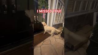Dog Rings Her Best Friend’s Doorbell After 2 Weeks Apart 🥹🐾