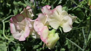 Sweet Pea 'Dzintra'