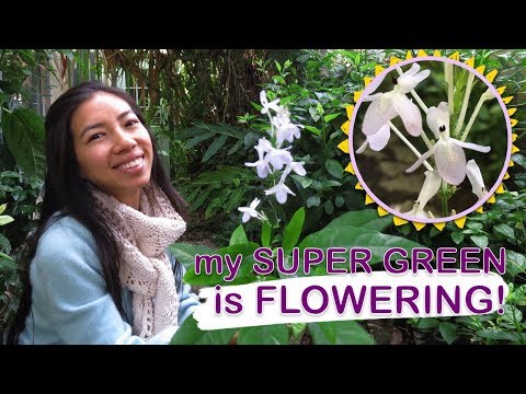 Sabah Snake Grass Flowers