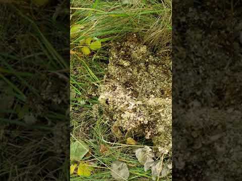 Rensning kattuggleholk