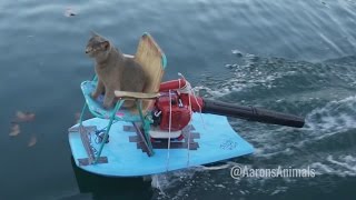 Cat on a homemade jetski