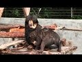 Sun bear enclosure (Playtime) - YouTube