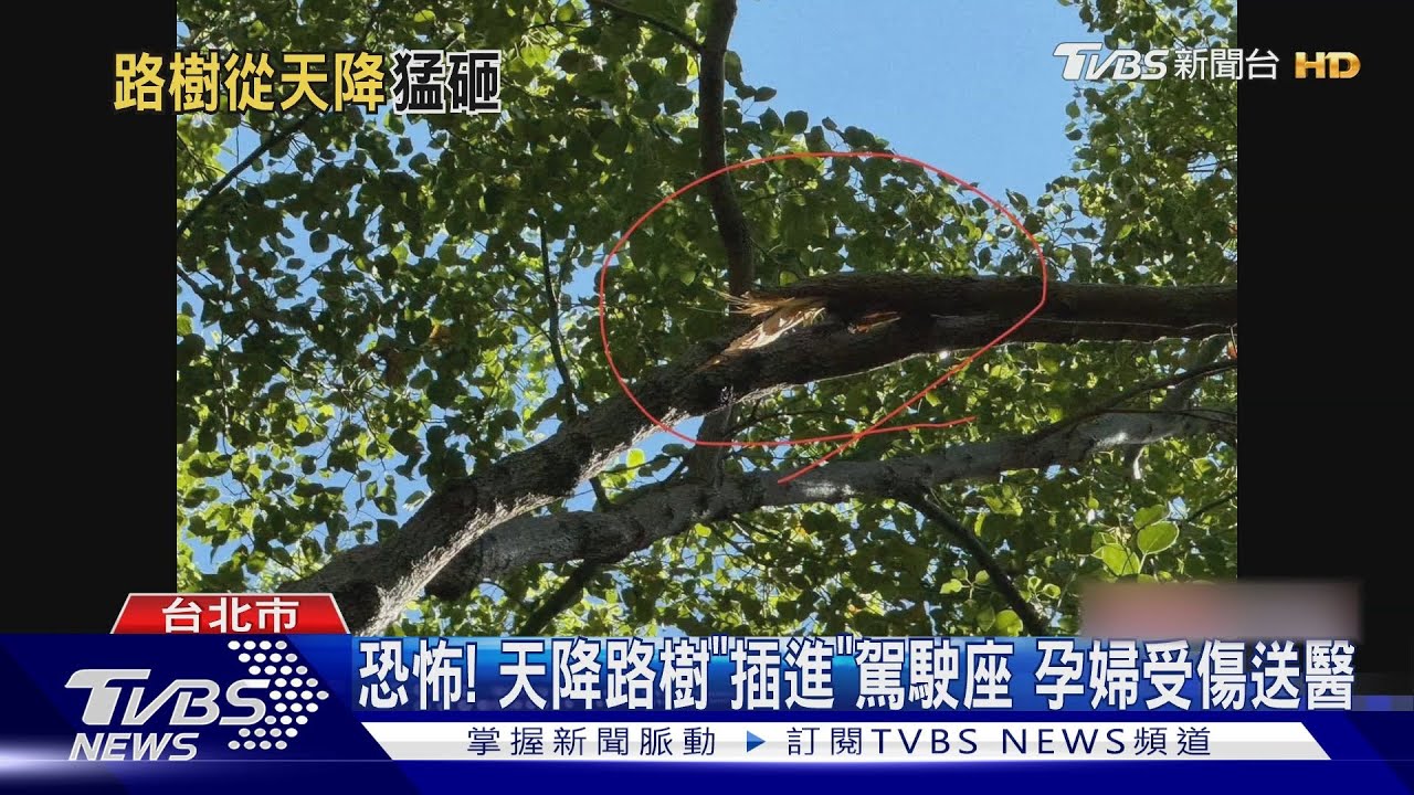 恐怖!天降路樹「插進」駕駛座孕婦受傷送醫