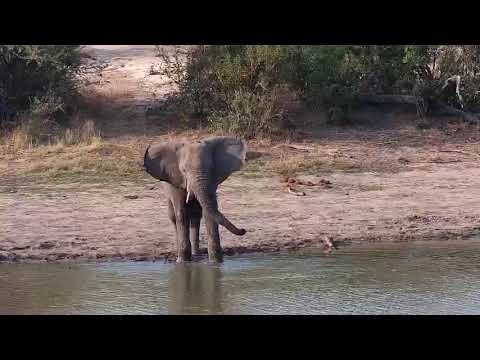 Djuma: Lone Elephant bull - 15:56 - 08/28/20