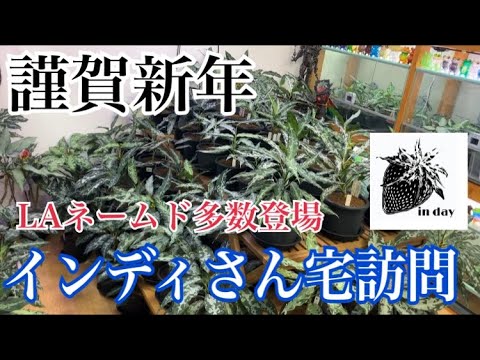 園芸 とげのあるアンジェリカ、アメリカの木アンジェリカ