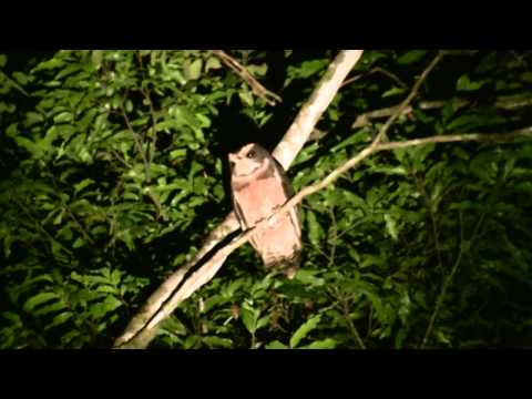 Tawny-browed Owl — Pulsatrix koeniswaldiana — hlas a video