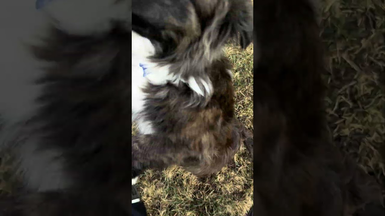 Enlarge Harper, an adopted mixed breed in Fort Collins, CO video 6/6