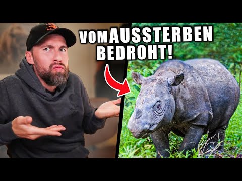 Diese Tiere sind vom Aussterben bedroht! Was können wir tun? Biologe klärt auf | Robert Marc Lehmann