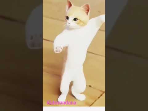 Nacho Nacho #cat #dance #naatu naatu#