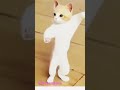 Nacho Nacho Cat Dance Naatu Naatu