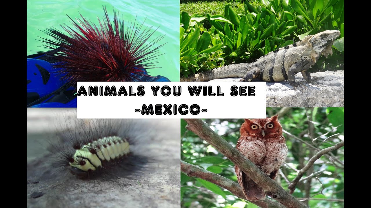 Creatures you will meet in Cancun Mexico I Wild Animals in Cancun