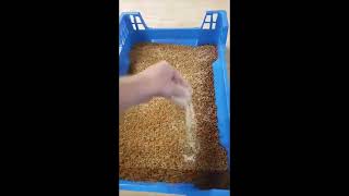 How to get rid of grain mites - follow these steps!