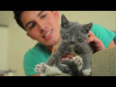 Jedi Kittens - Behind the Scenes