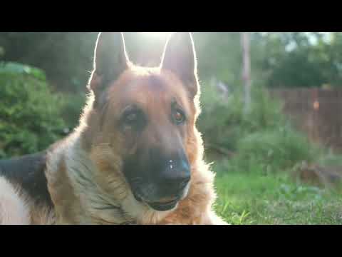 Dogs Video for Kids German Shepherd If thinking about dog
