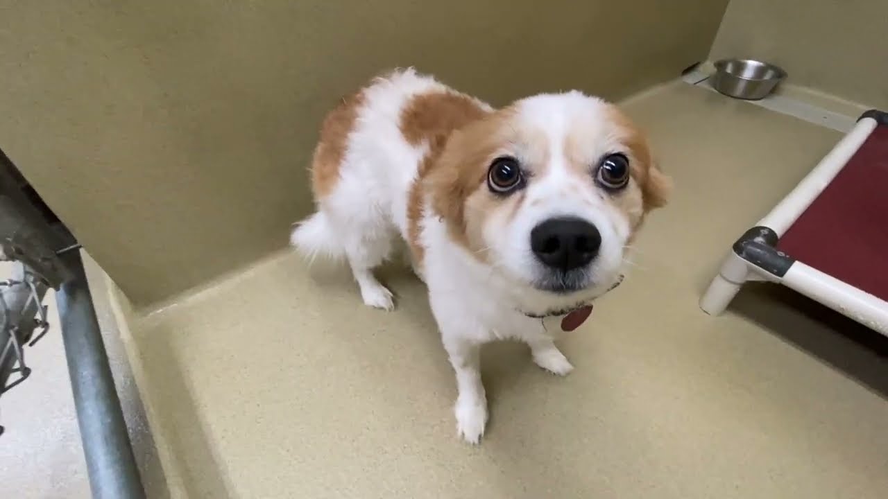 Max, an adopted mixed breed in Monroe, GA video 2/2
